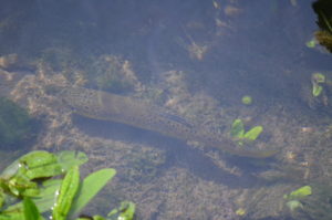One of the fish spotted in the water at Roughlock Falls.