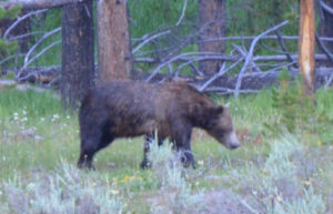 Bear fresh out of the Yellowstone River