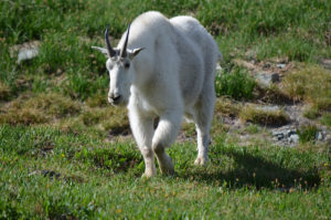 small mountain goat